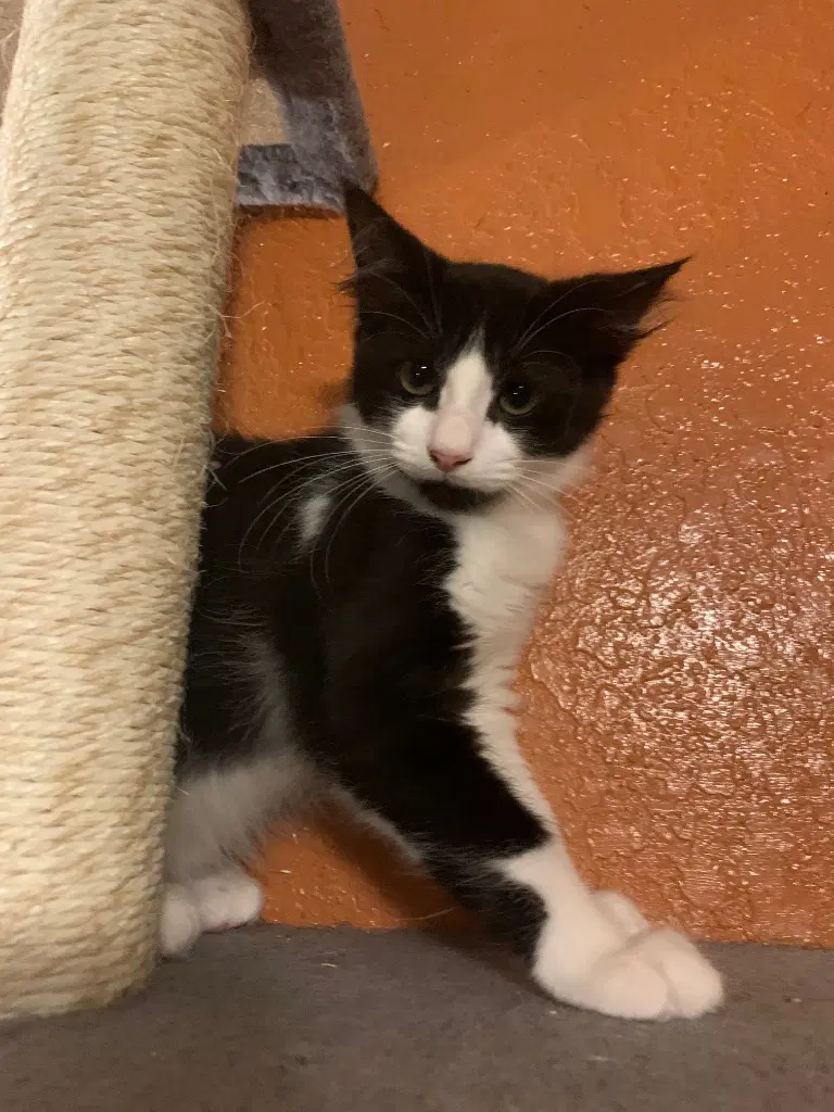 Whole Milk - Domestic Short Hair