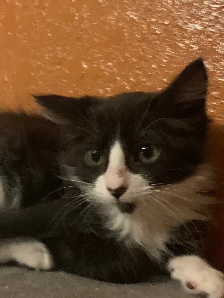 Skim Milk - Domestic Short Hair