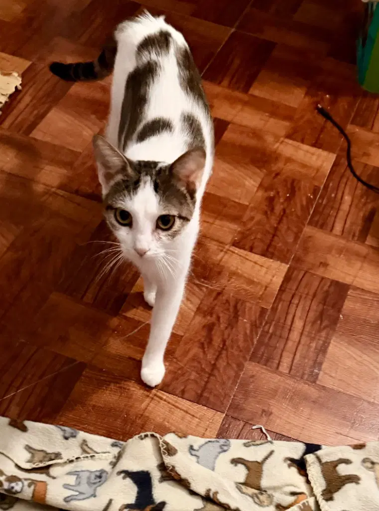 Rhaenyra - Tabby