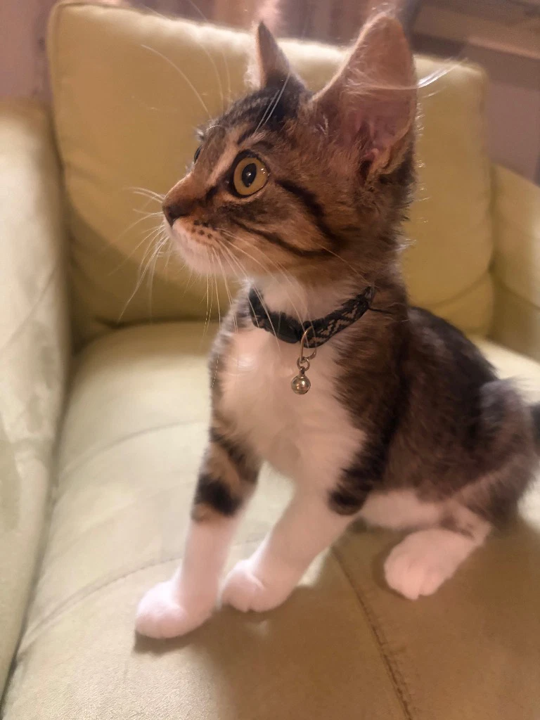 Bonnie