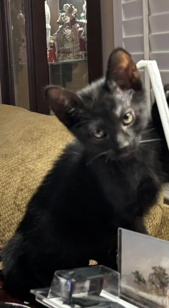 Virgil - Domestic Short Hair
