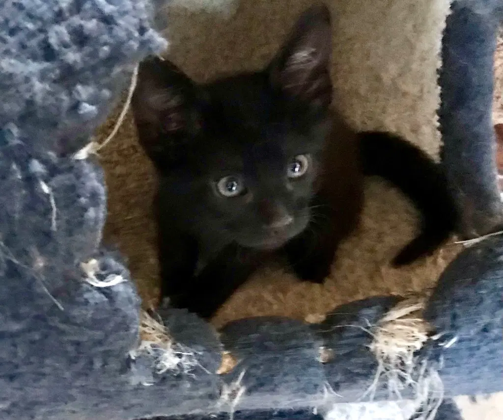 Morgan - Domestic Short Hair