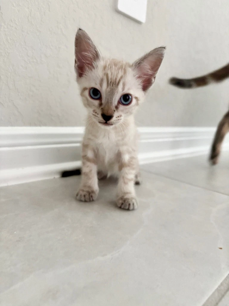 Atticus