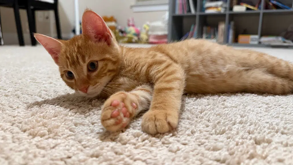 Dragon - Domestic Short Hair