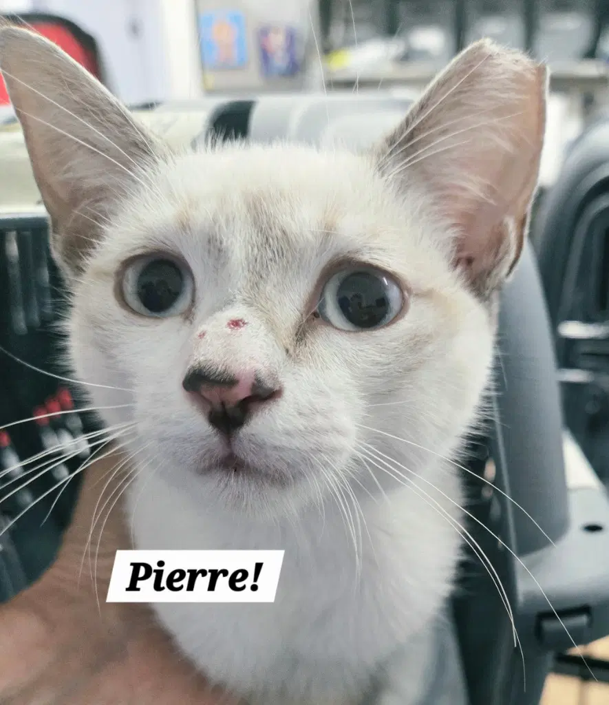 Pierre - Siamese