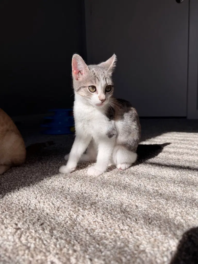 Mochi - Domestic Short Hair