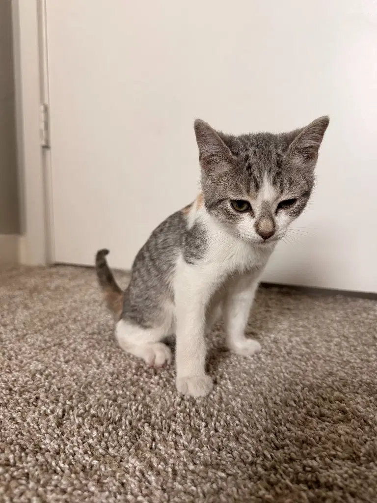 Mochi image 2