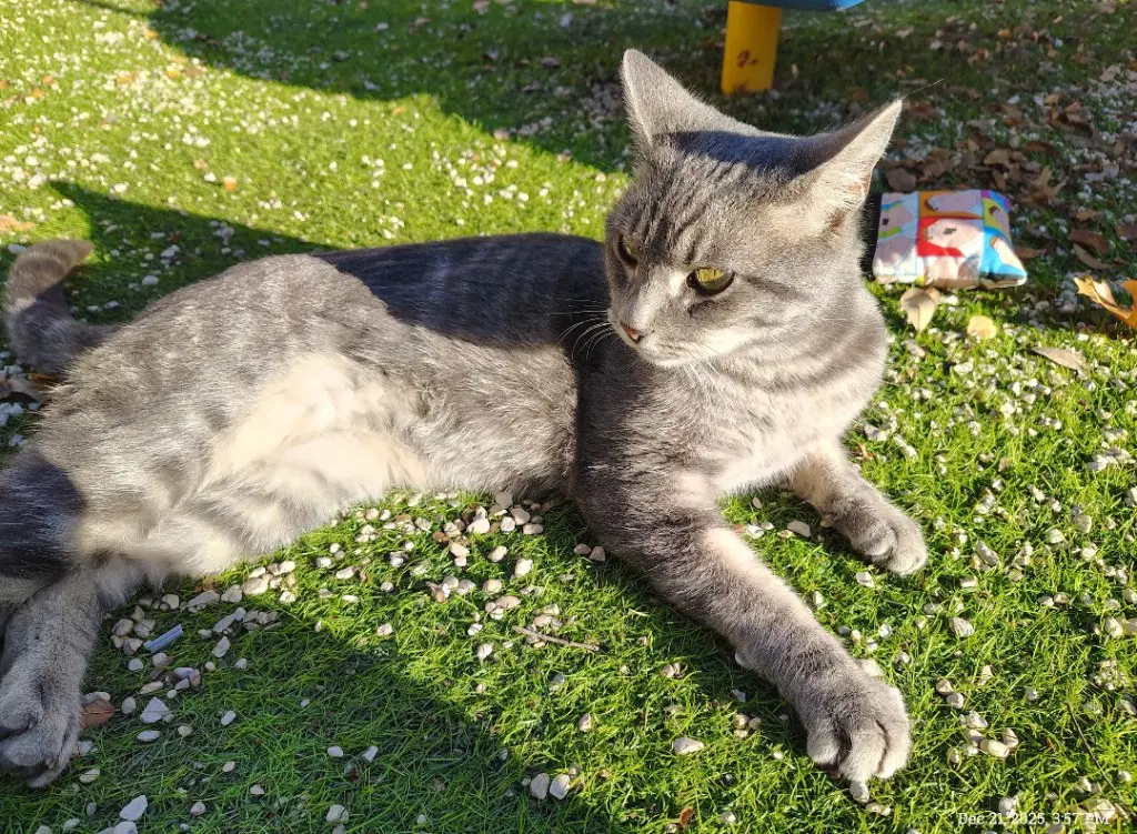 Dexter - Domestic Short Hair