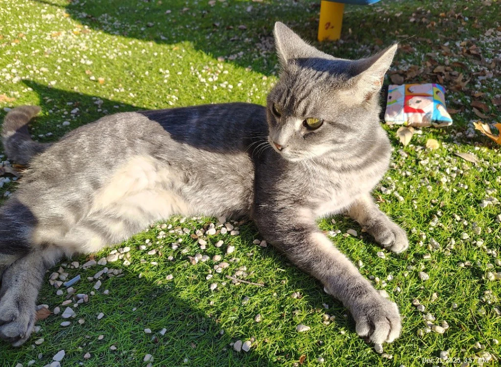 Dexter