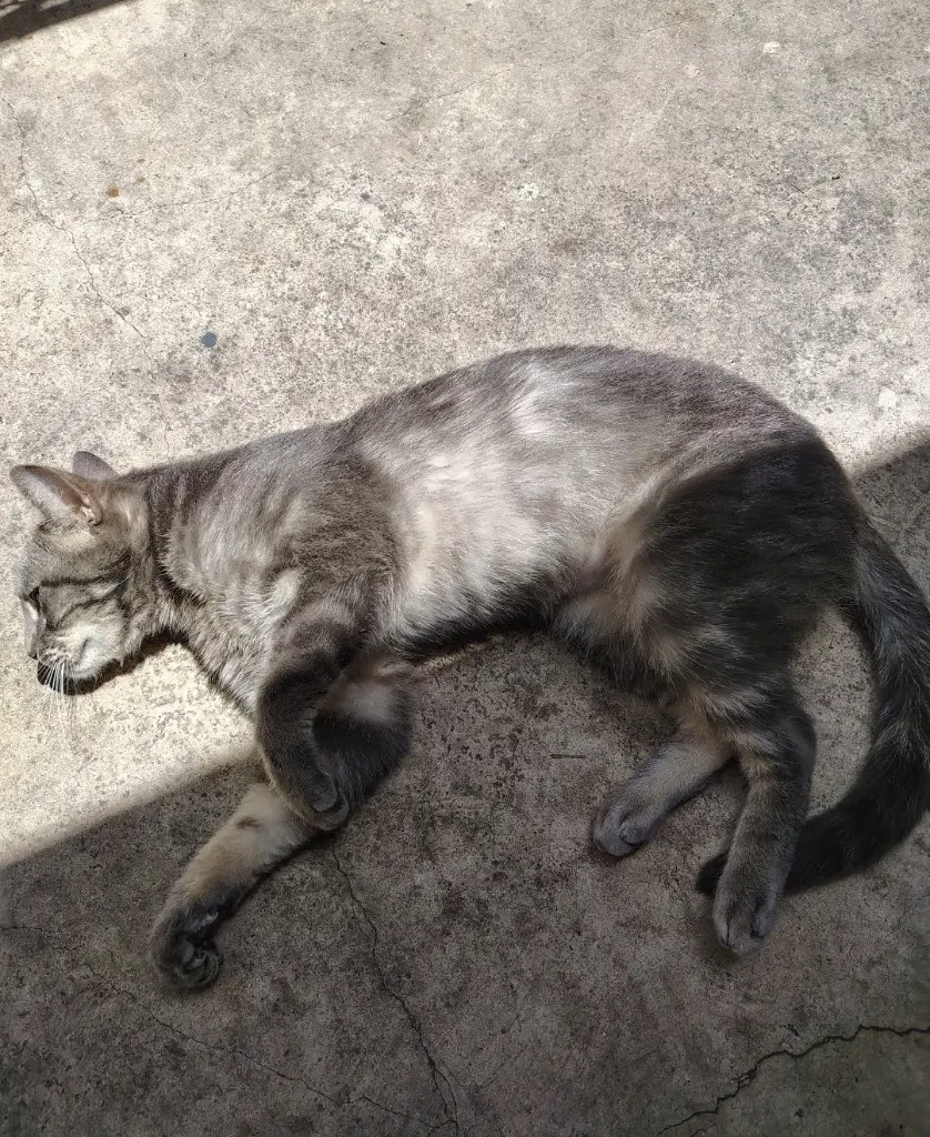 Dexter image 2