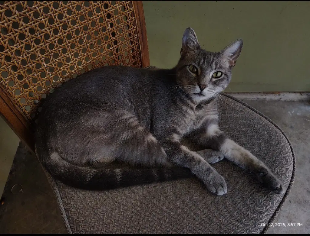 Dexter image 3