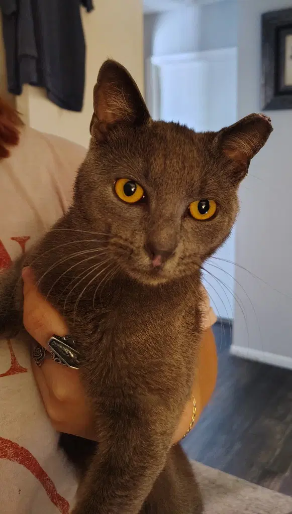 Church - Domestic Short Hair