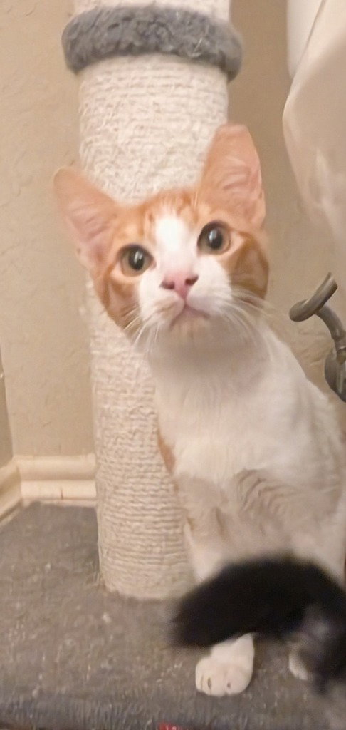 Norman, a cat for adoption from San Antonio Feral Cat Coalition