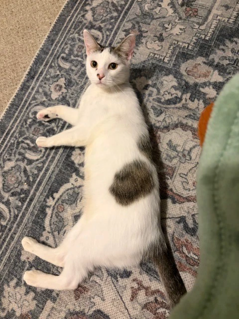 Daisy