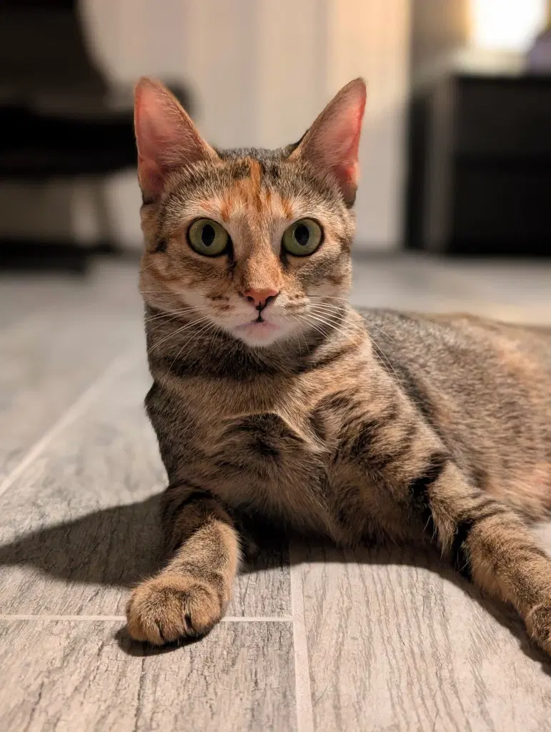 Princess - Tabby