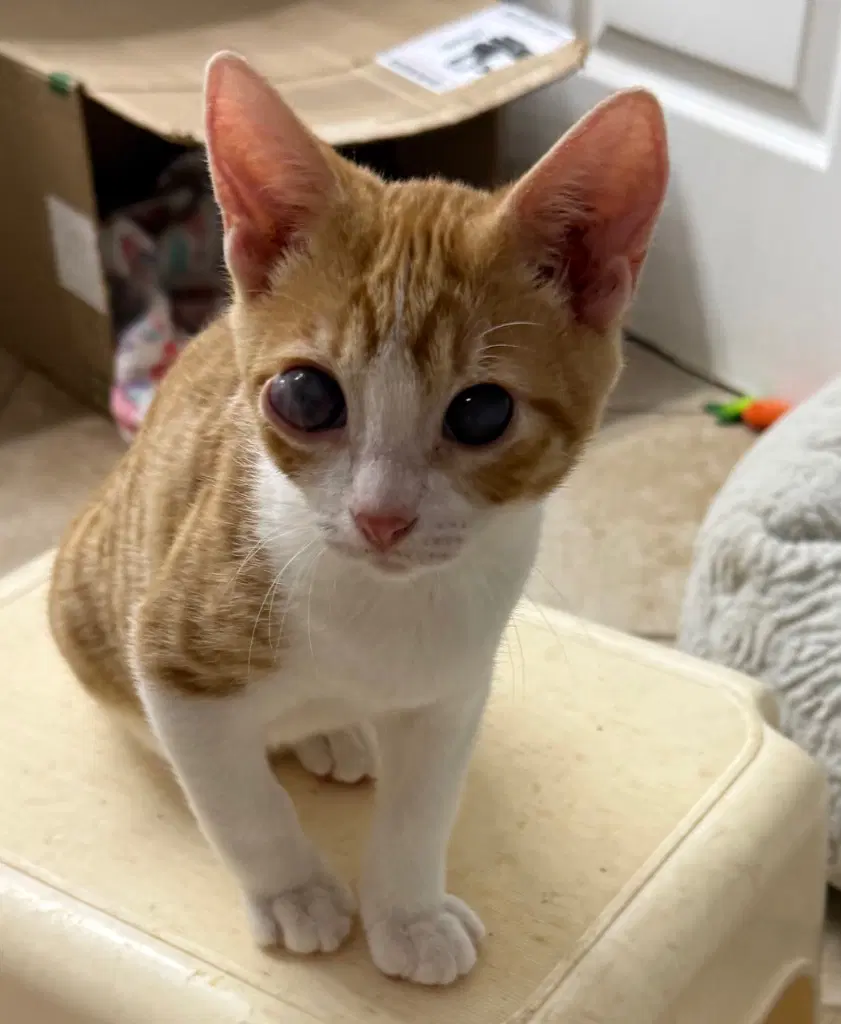Connor - Tabby