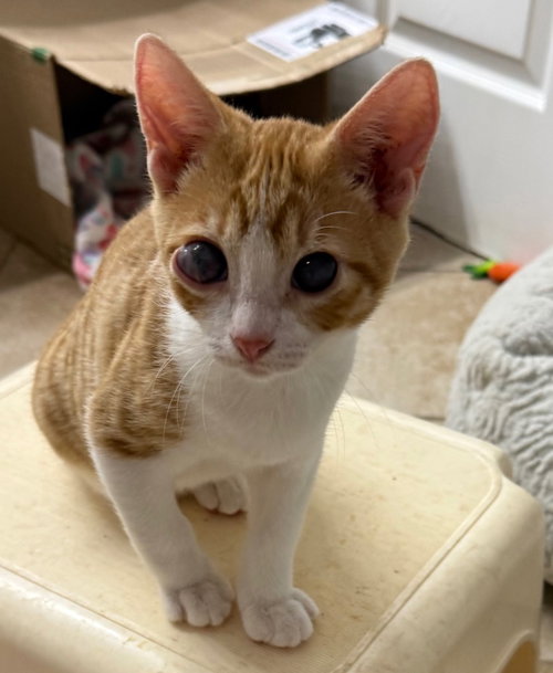 Connor, a cat for adoption from San Antonio Feral Cat Coalition