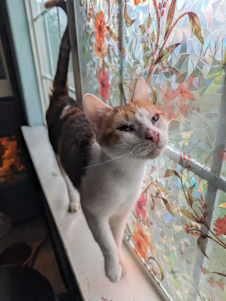 Purrsnickitty - Domestic Short Hair