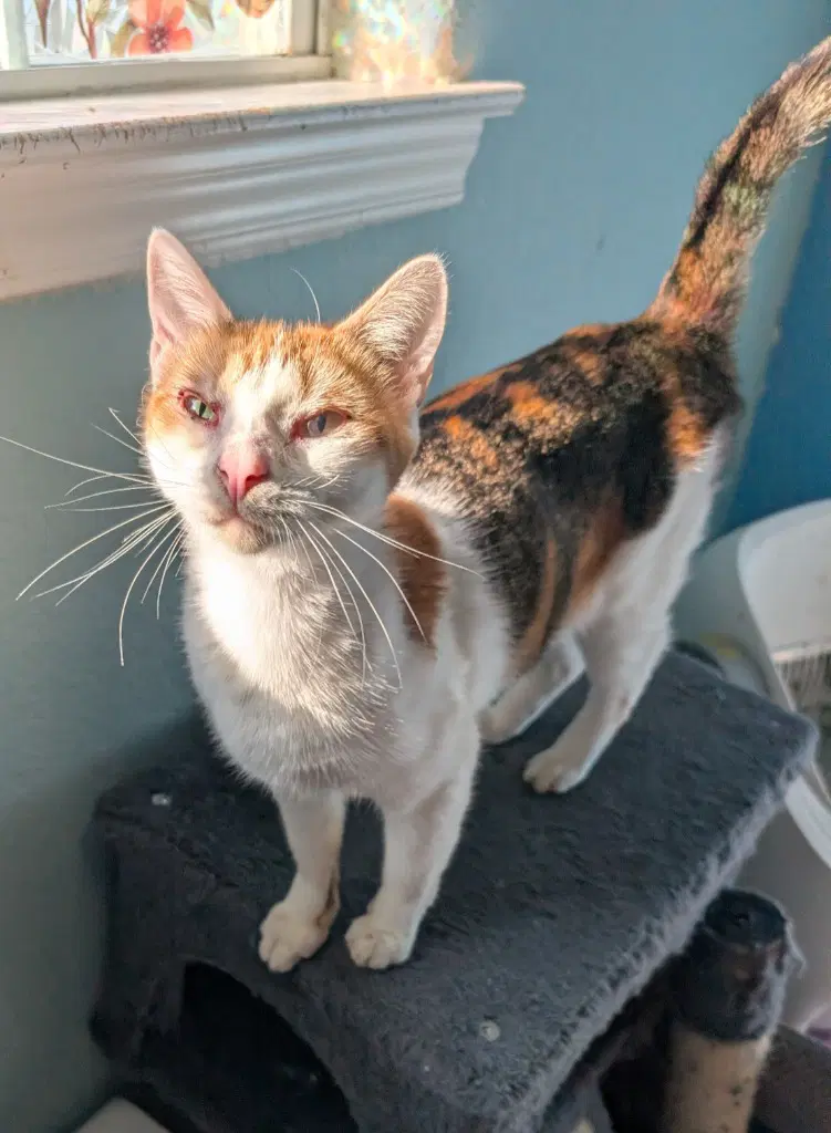 Purrsnickitty image 2