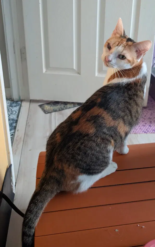 Purrsnickitty image 3