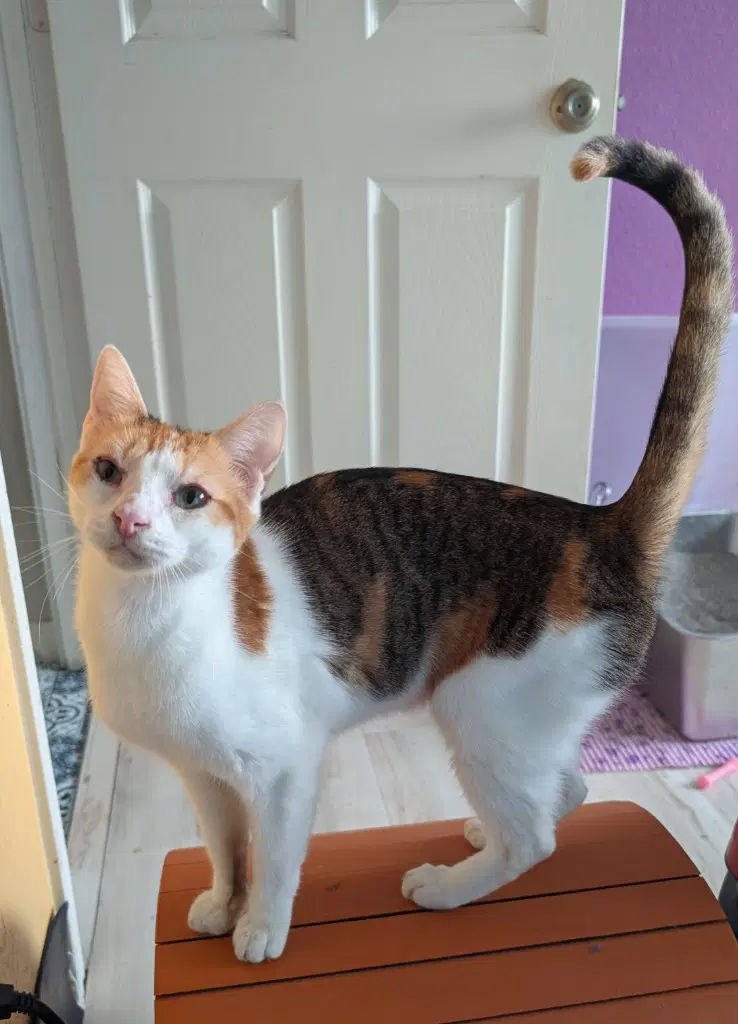 Purrsnickitty image 4