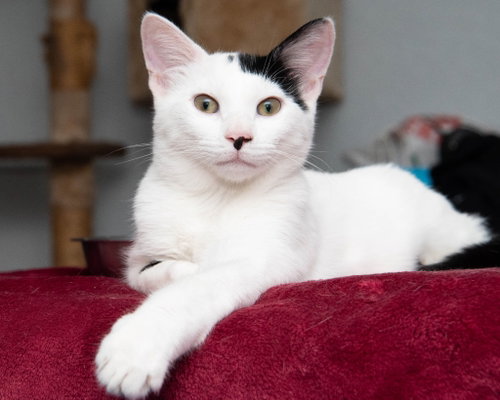 picture of the cat needing adoption