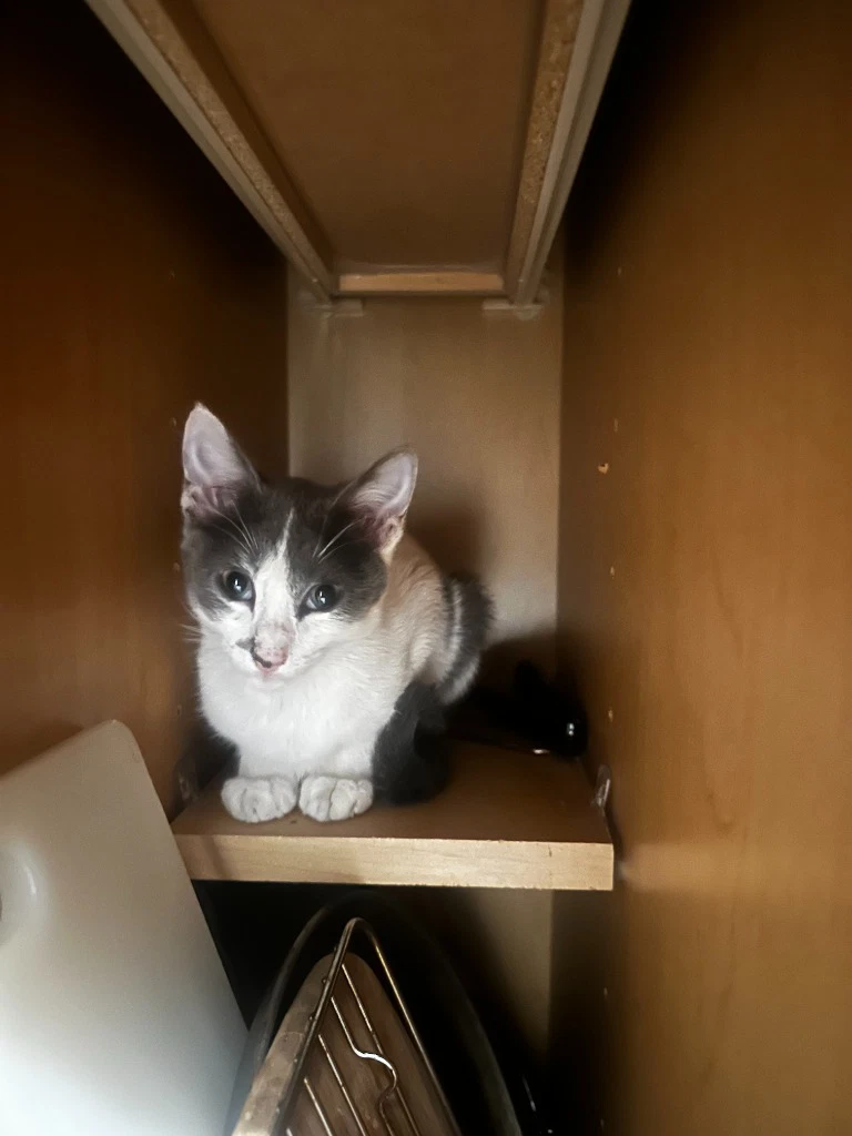 Princess Spot