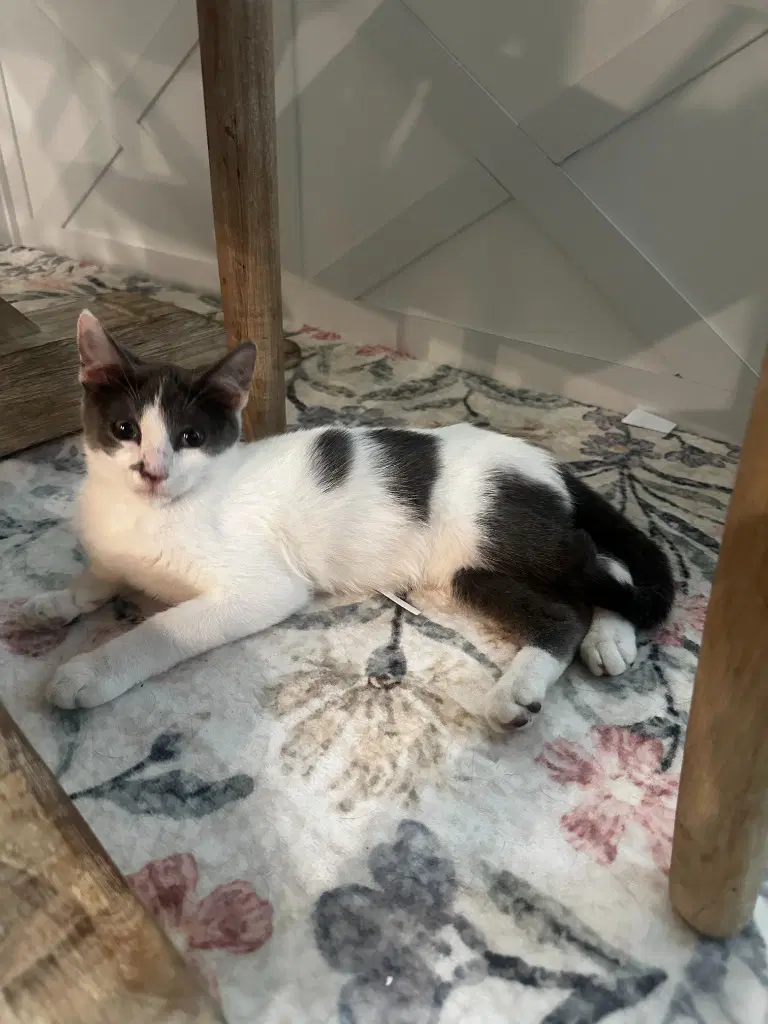 Princess Spot image 3