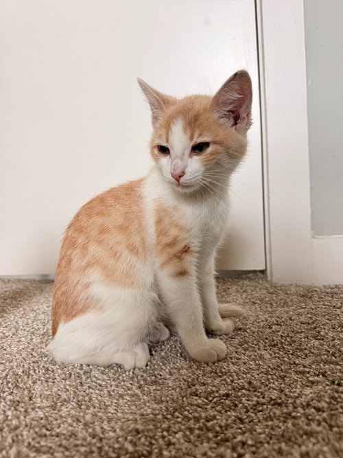 picture of the cat needing adoption