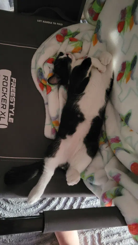 Oreo image 2