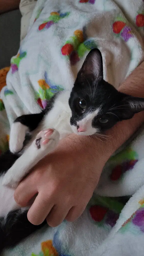 Oreo image 3