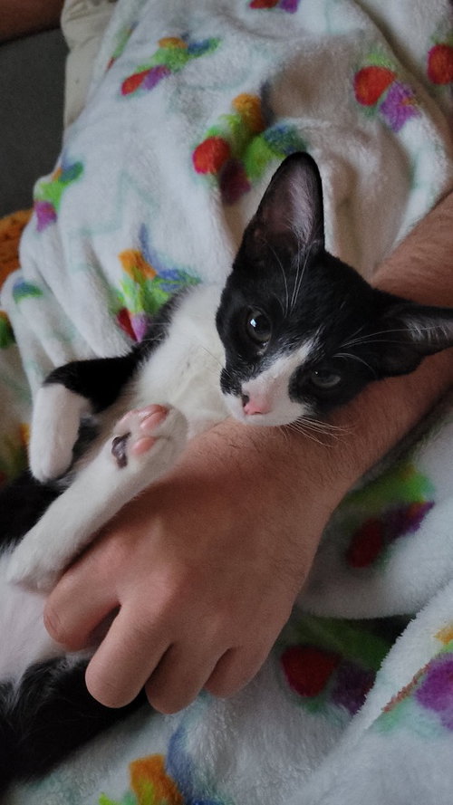 Photo 3 of Oreo