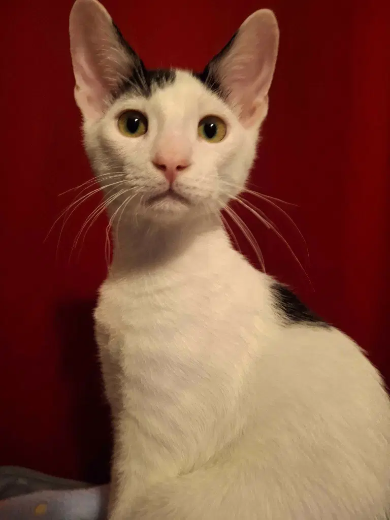 Cookie Dough - Domestic Short Hair