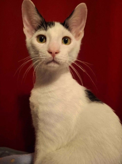 picture of the cat needing adoption