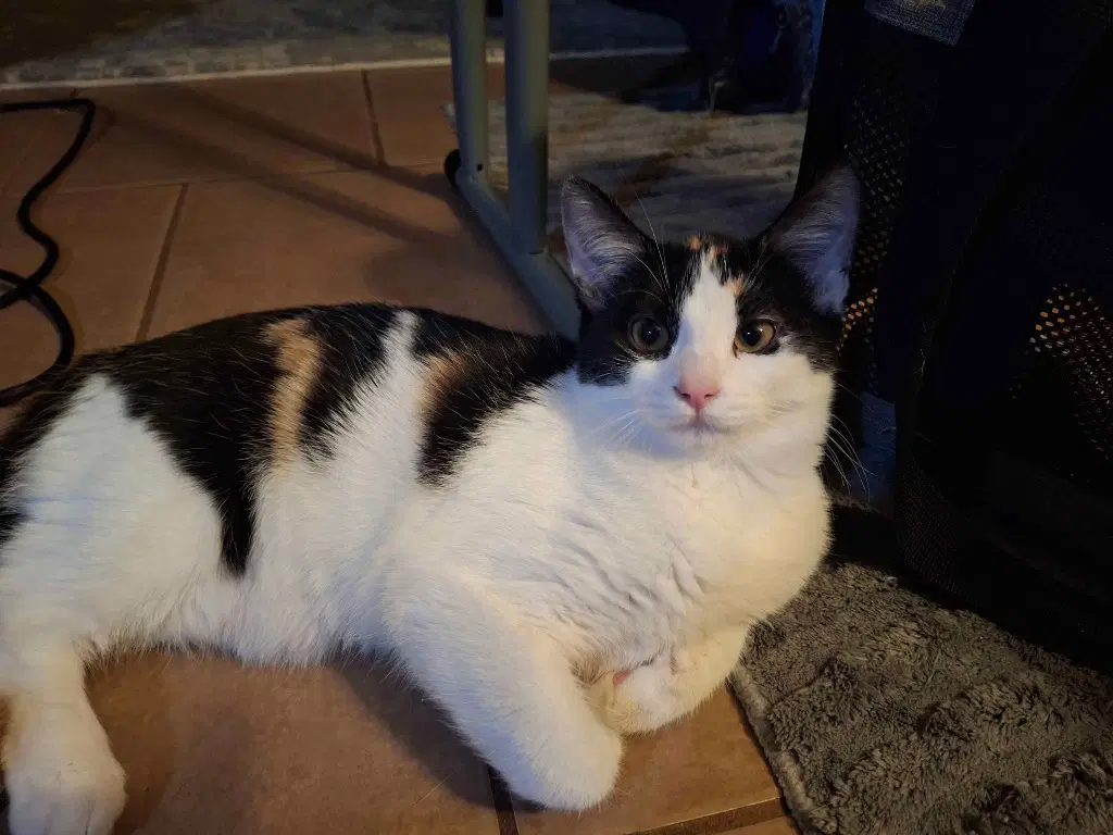 Kitkatbar - Calico
