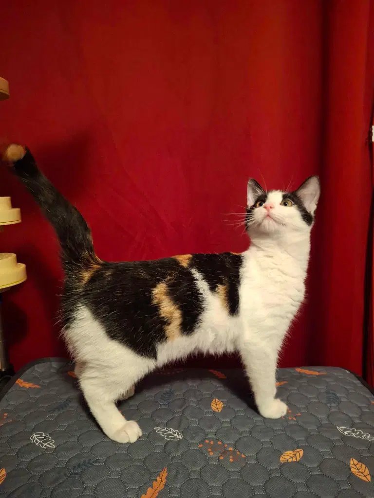 Kitkatbar image 3