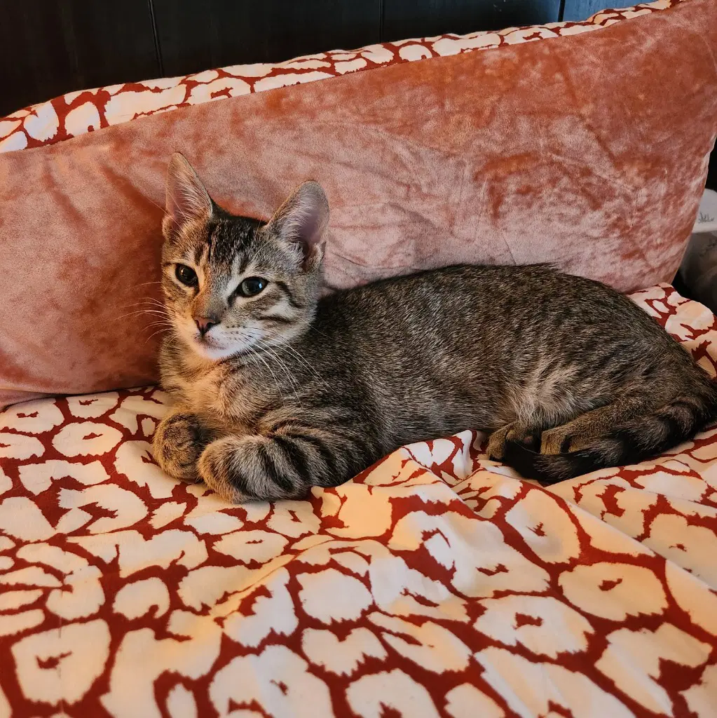 Timmy - Tabby