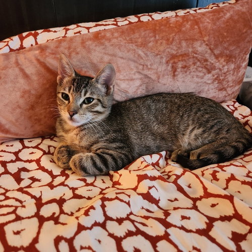 picture of the cat needing adoption
