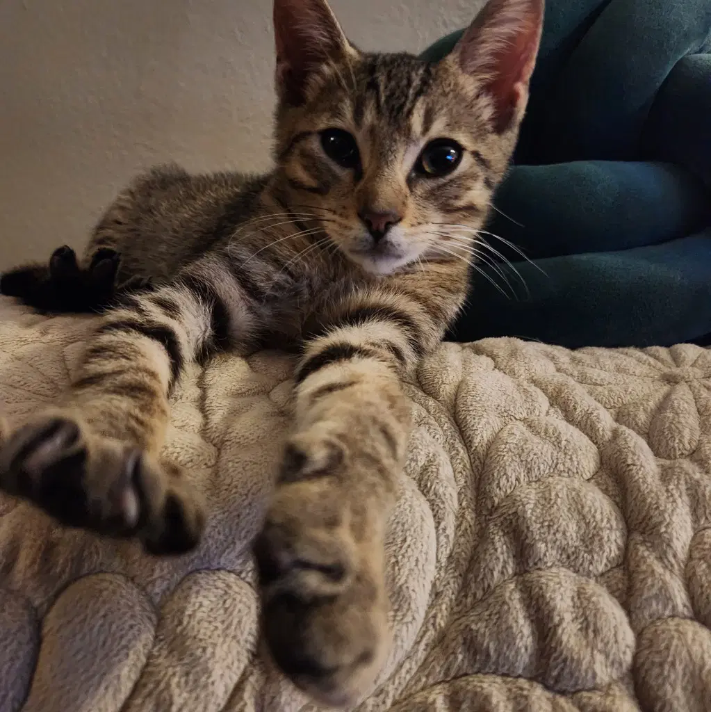 Timmy image 2