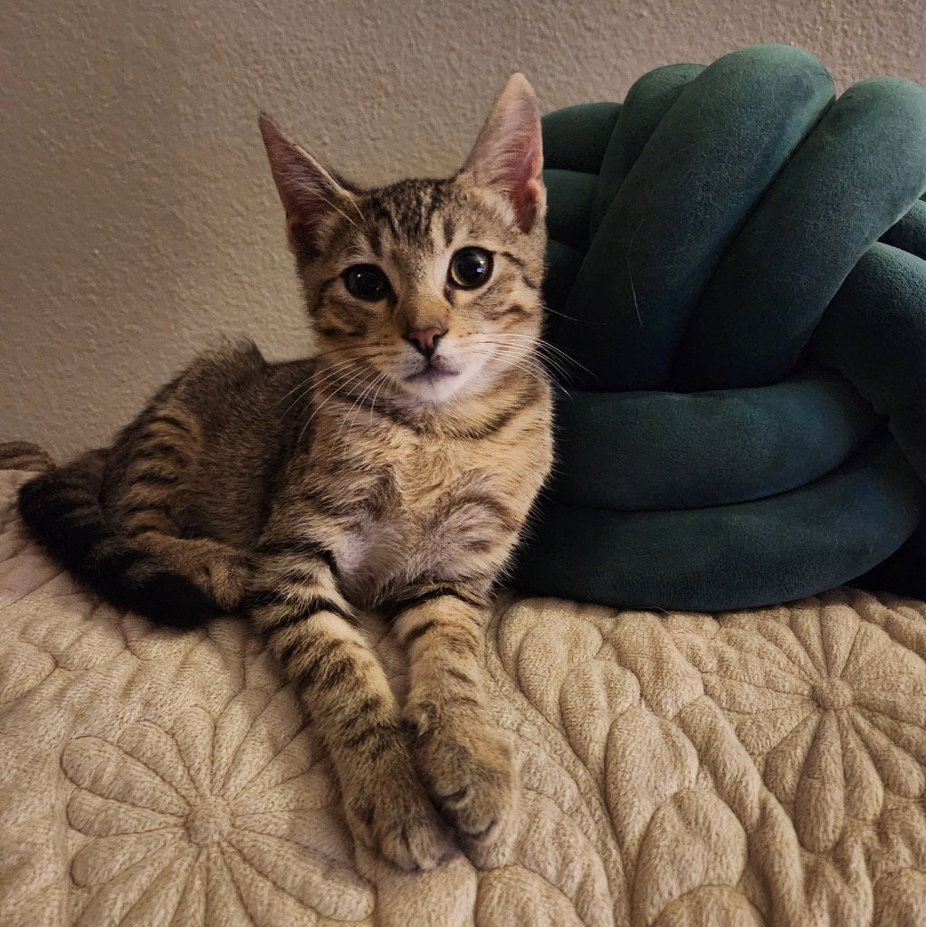 Timmy, photo 2