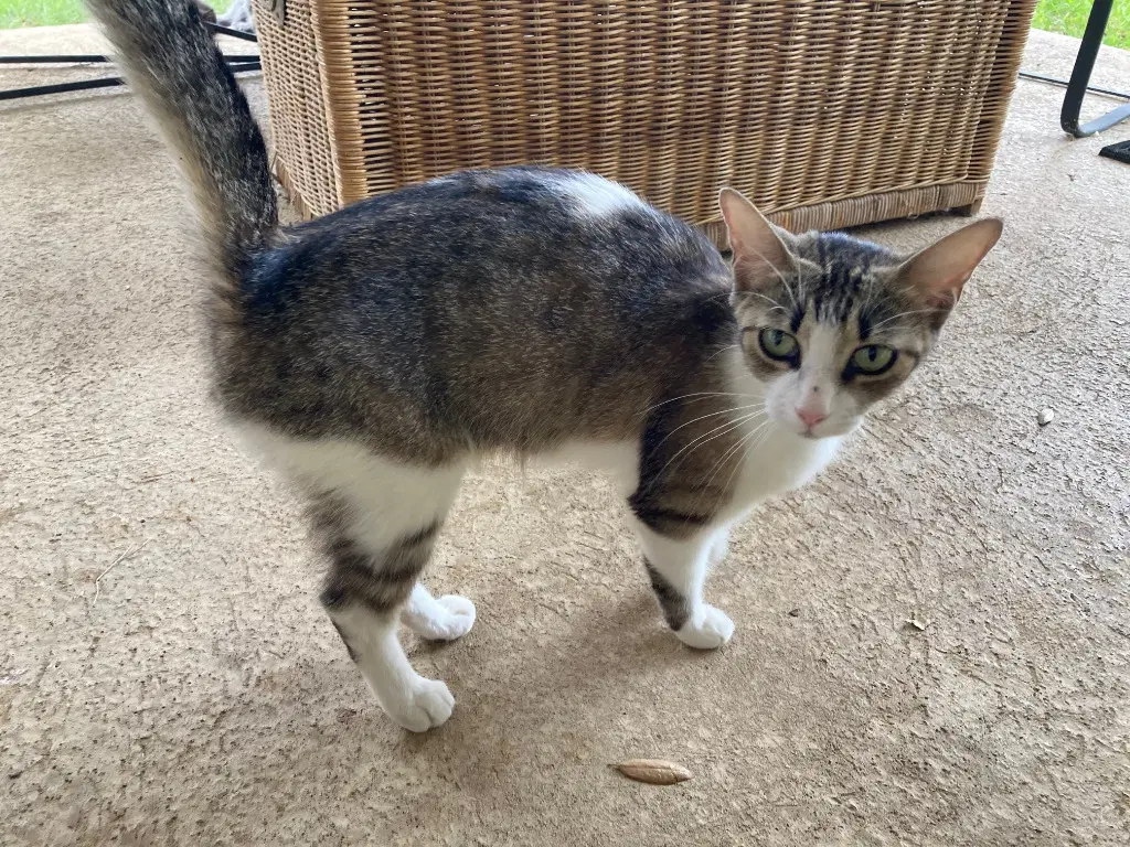 Momma Cat - Tabby