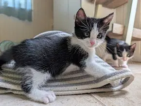 Marcellus - Domestic Short Hair