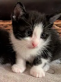Rocky - Domestic Short Hair