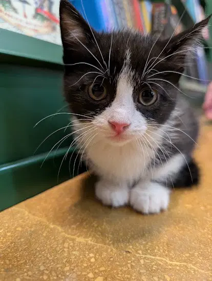 Ponder - Domestic Short Hair