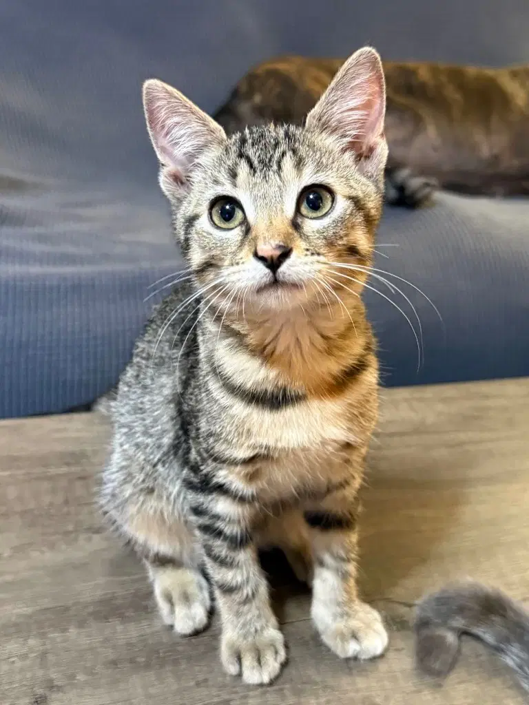 Bindi - Tabby