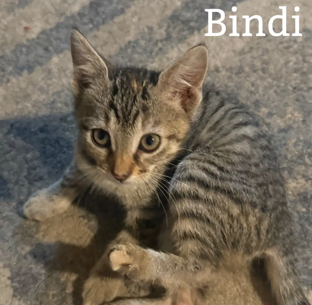 Bindi image 2