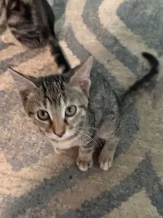 Bindi image 4