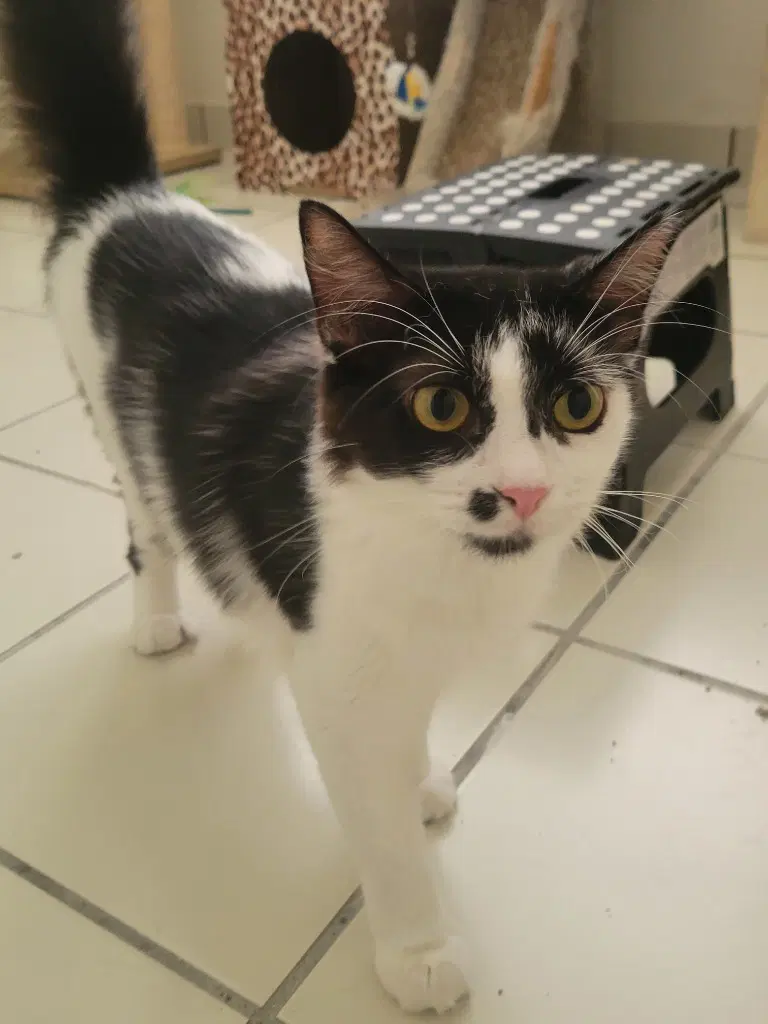 Marilyn - Domestic Medium Hair
