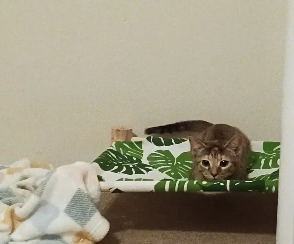 Princess Athena image 2