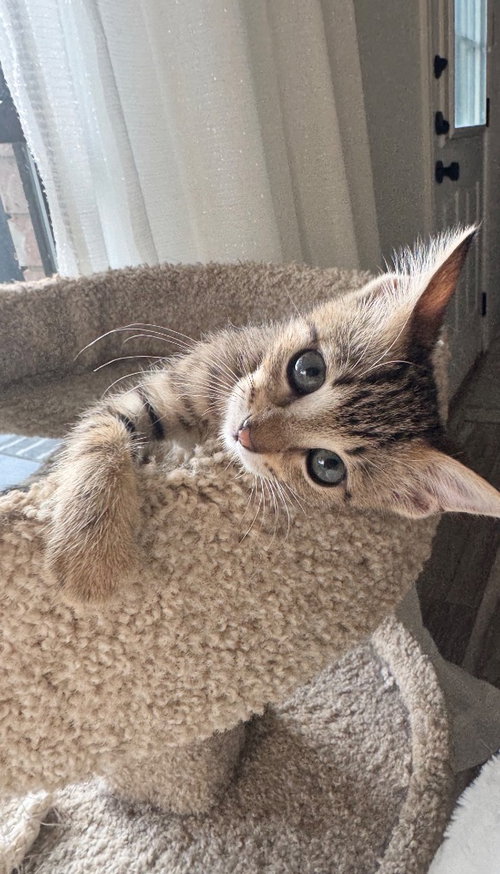 Sassy, a cat for adoption from San Antonio Feral Cat Coalition